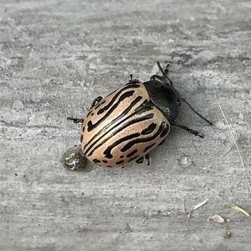 Image of Calligrapha (Calligrapha) dislocata (Rogers 1856)