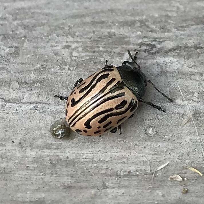 Image of Calligrapha (Calligrapha) dislocata (Rogers 1856)