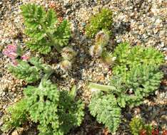 Daucus pumilus (L.) Hoffm. & Link resmi