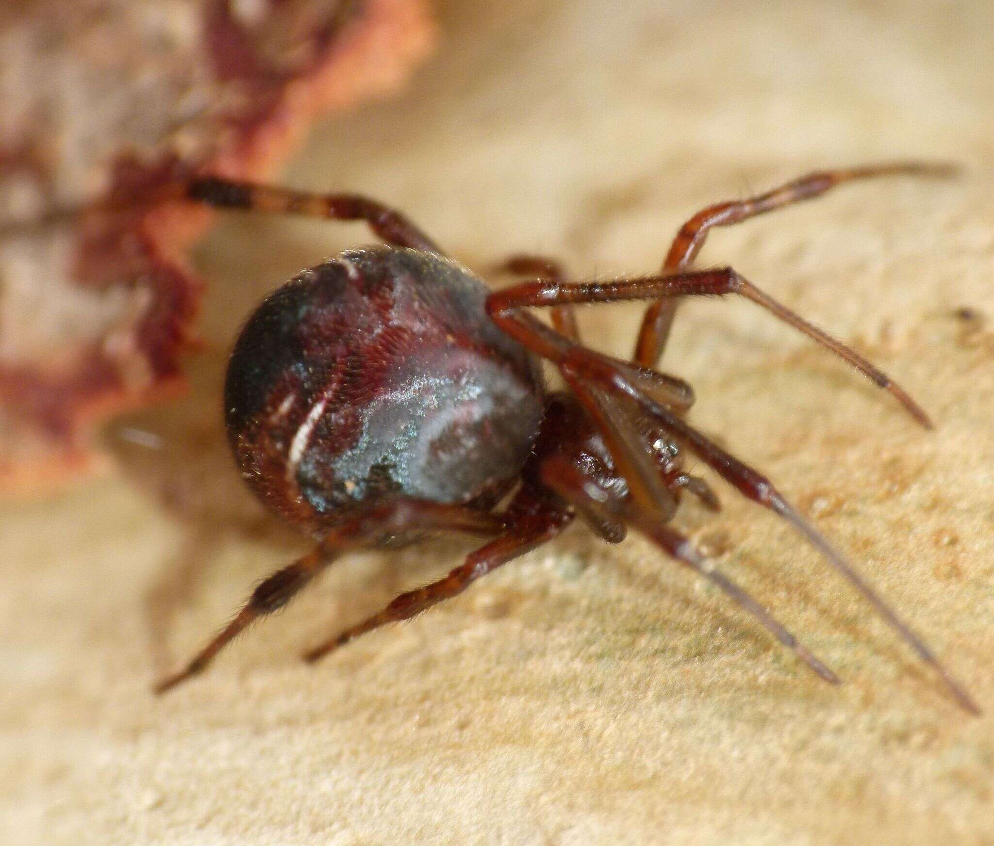 Image of Parasteatoda decorata (L. Koch 1867)