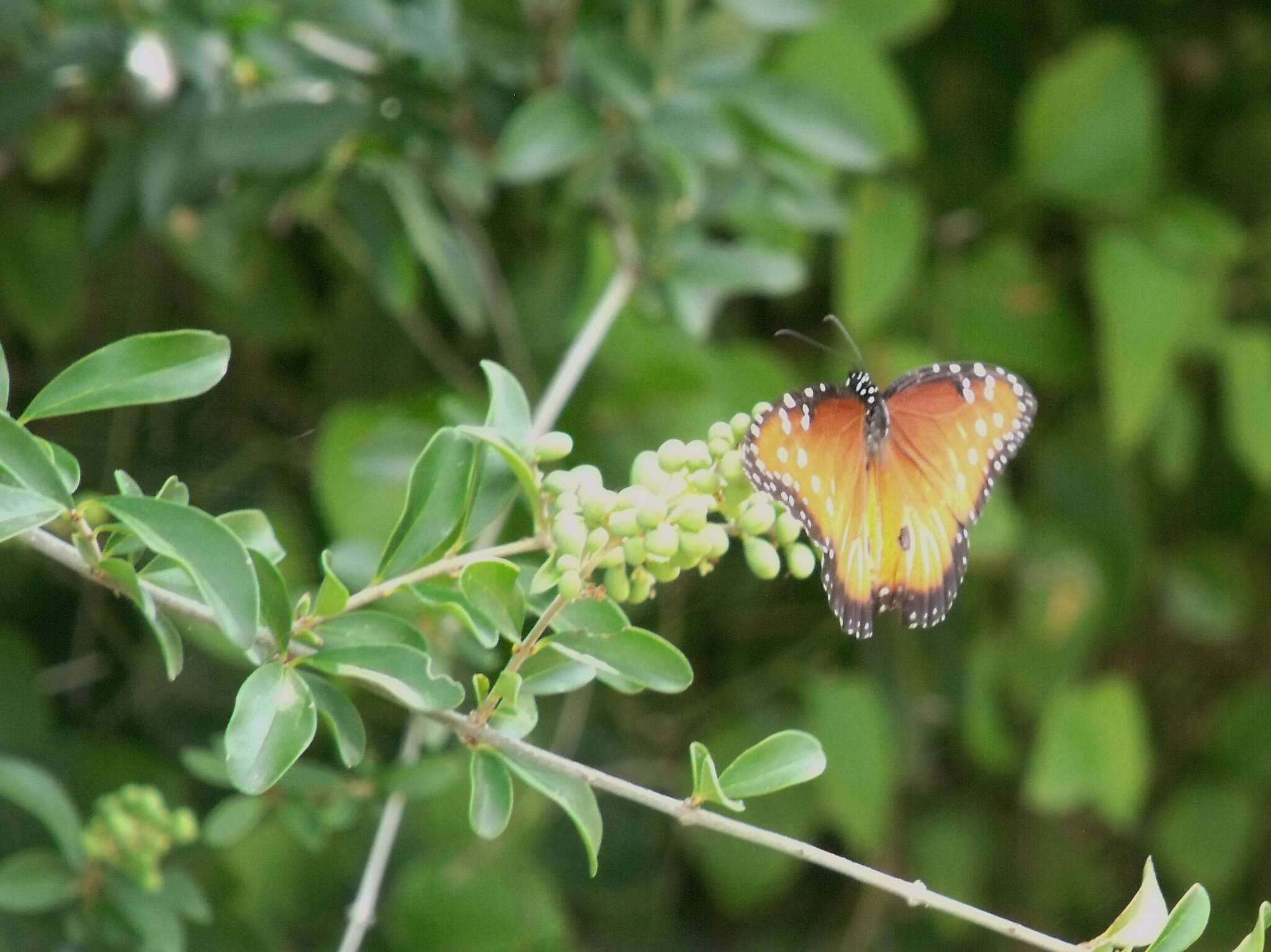 صورة Danaus (Anosia) gilippus Cramer 1775