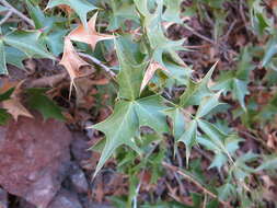 Image of Harrison's barberry