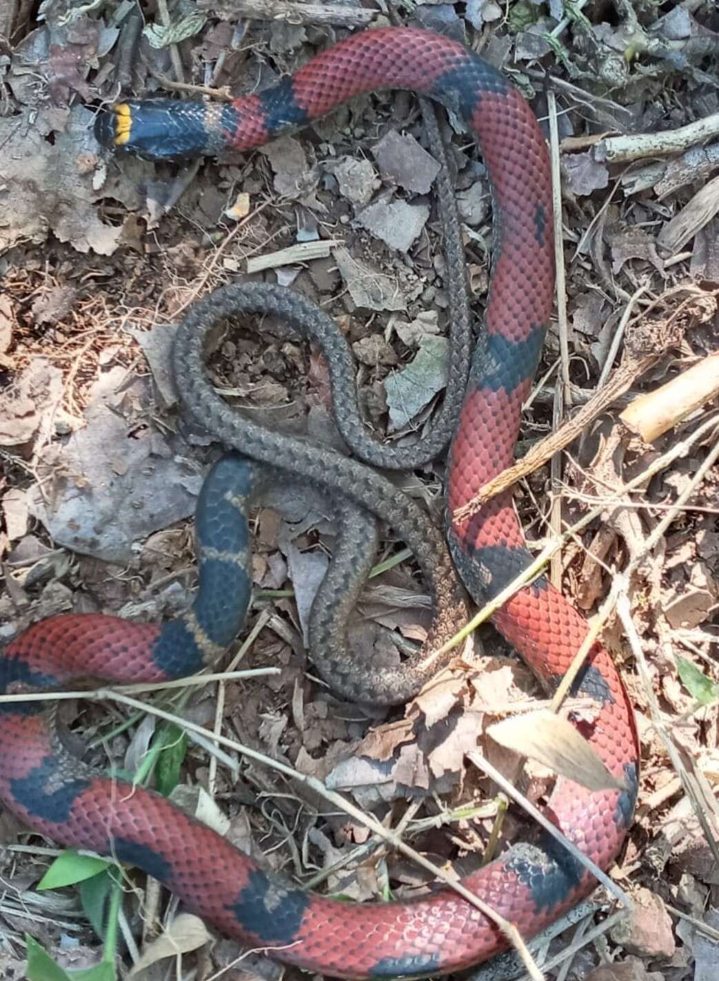 Image of Guatemala Neckband Snake