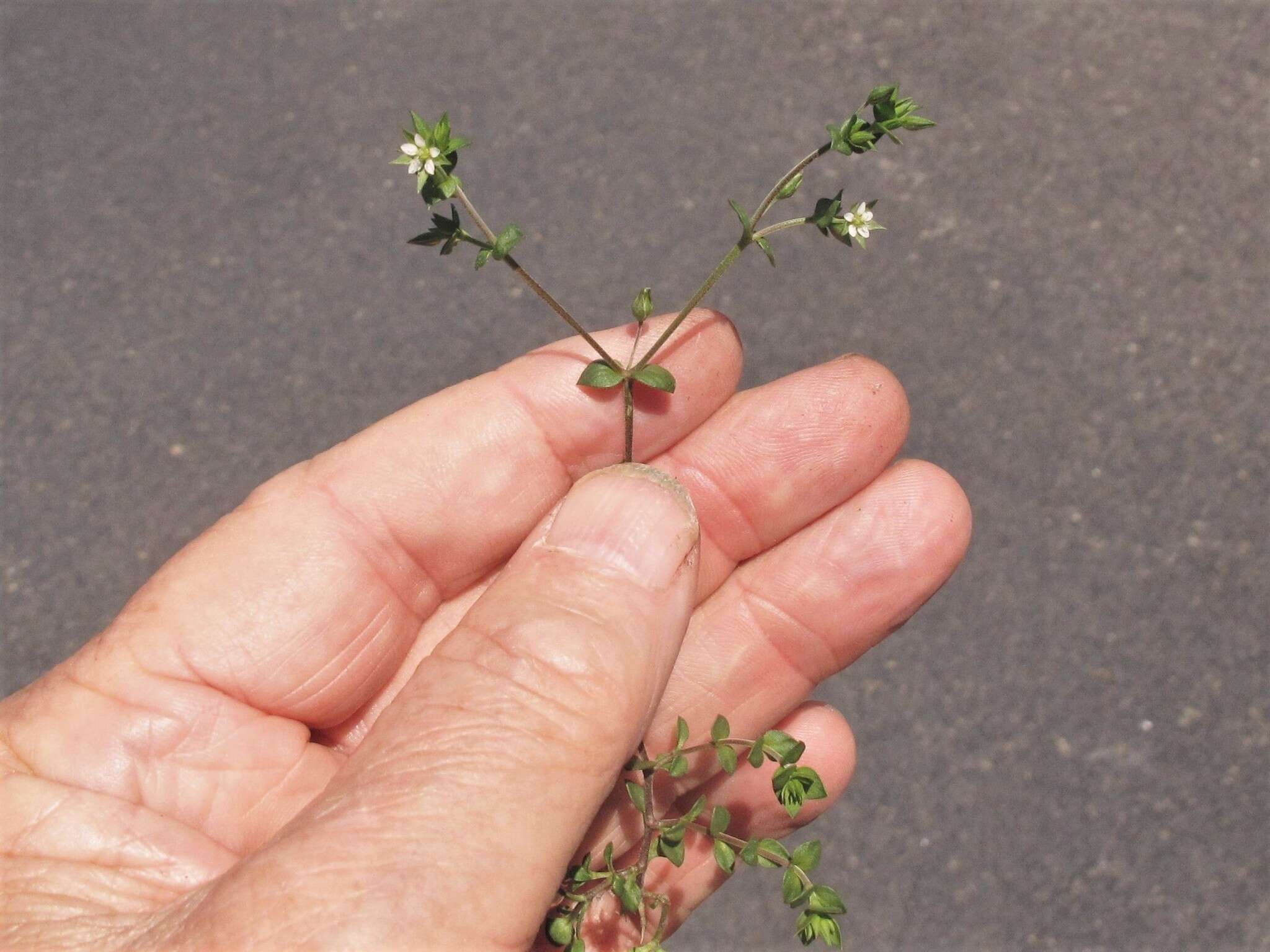 Image of Arenaria serpyllifolia subsp. serpyllifolia