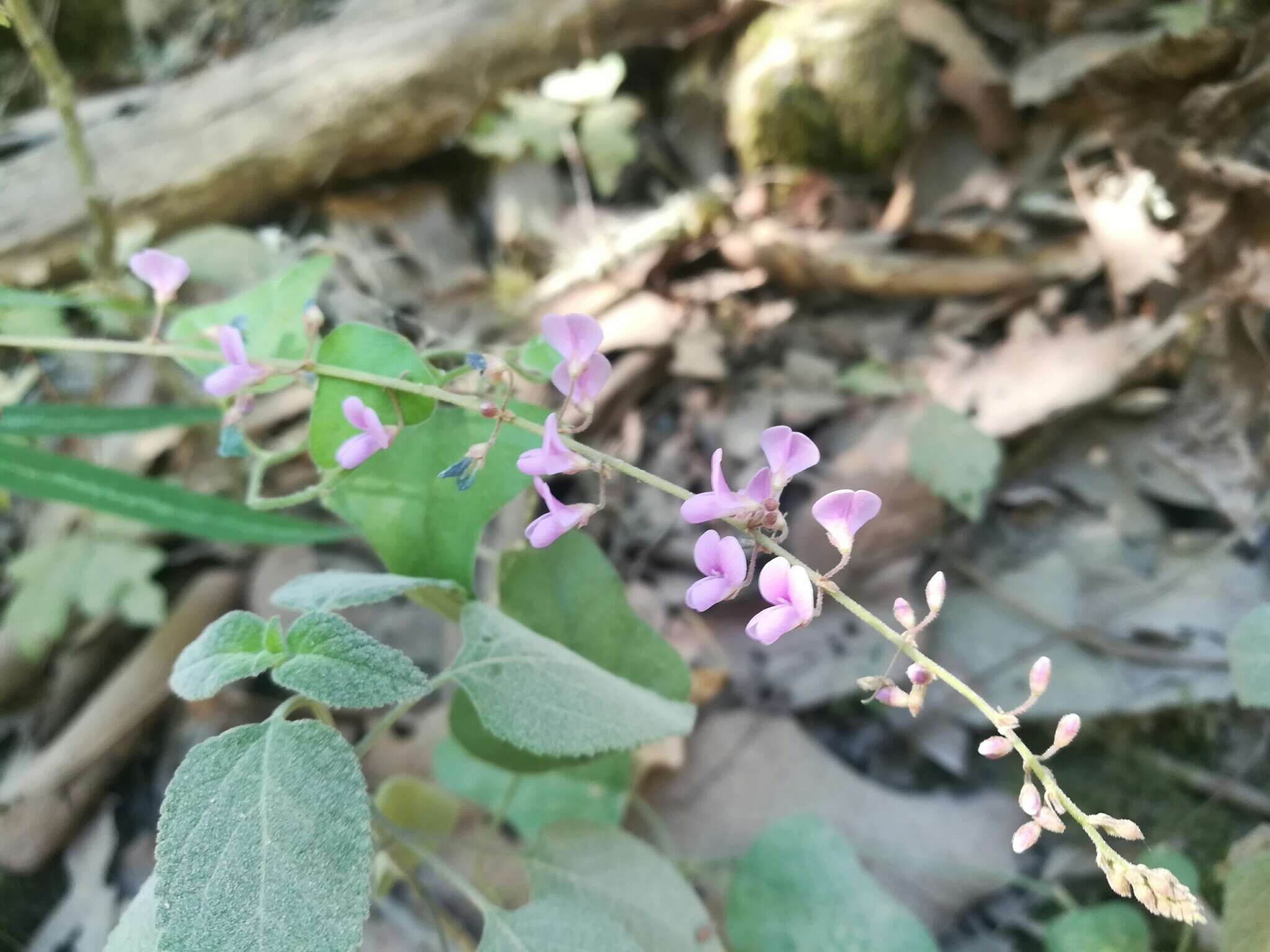 Imagem de Desmodium psilophyllum Schltdl.