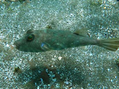 Image of Longnose Puffer