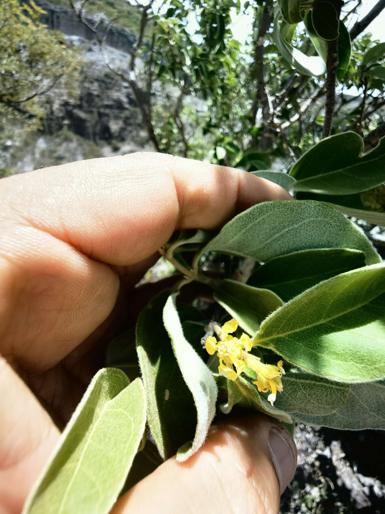 Image of Bunchosia montana A. Juss.