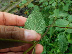 صورة Jefea lantanifolia (Schau.) J. L. Strother