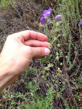 Image of blue fiestaflower