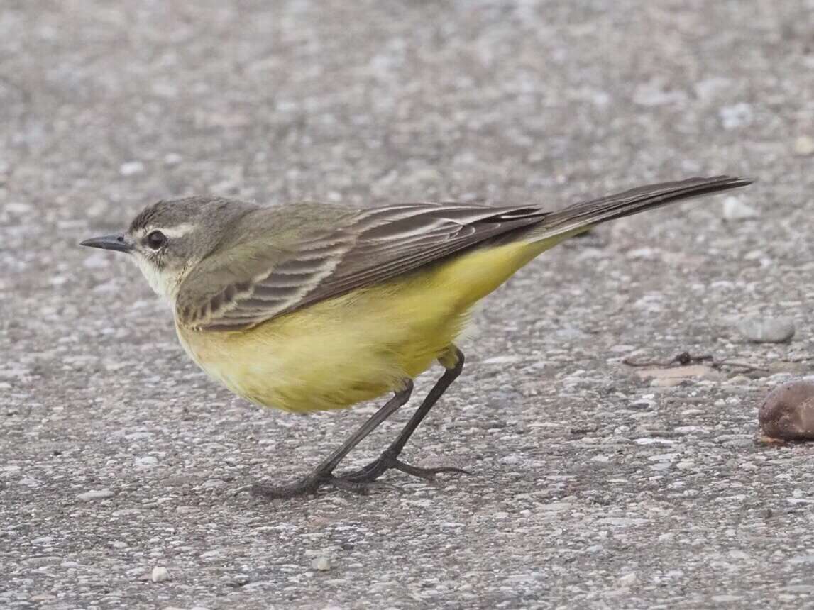 Motacilla flava flava Linnaeus 1758 resmi