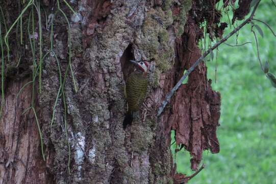 Image of Spot-breasted Woodpecker