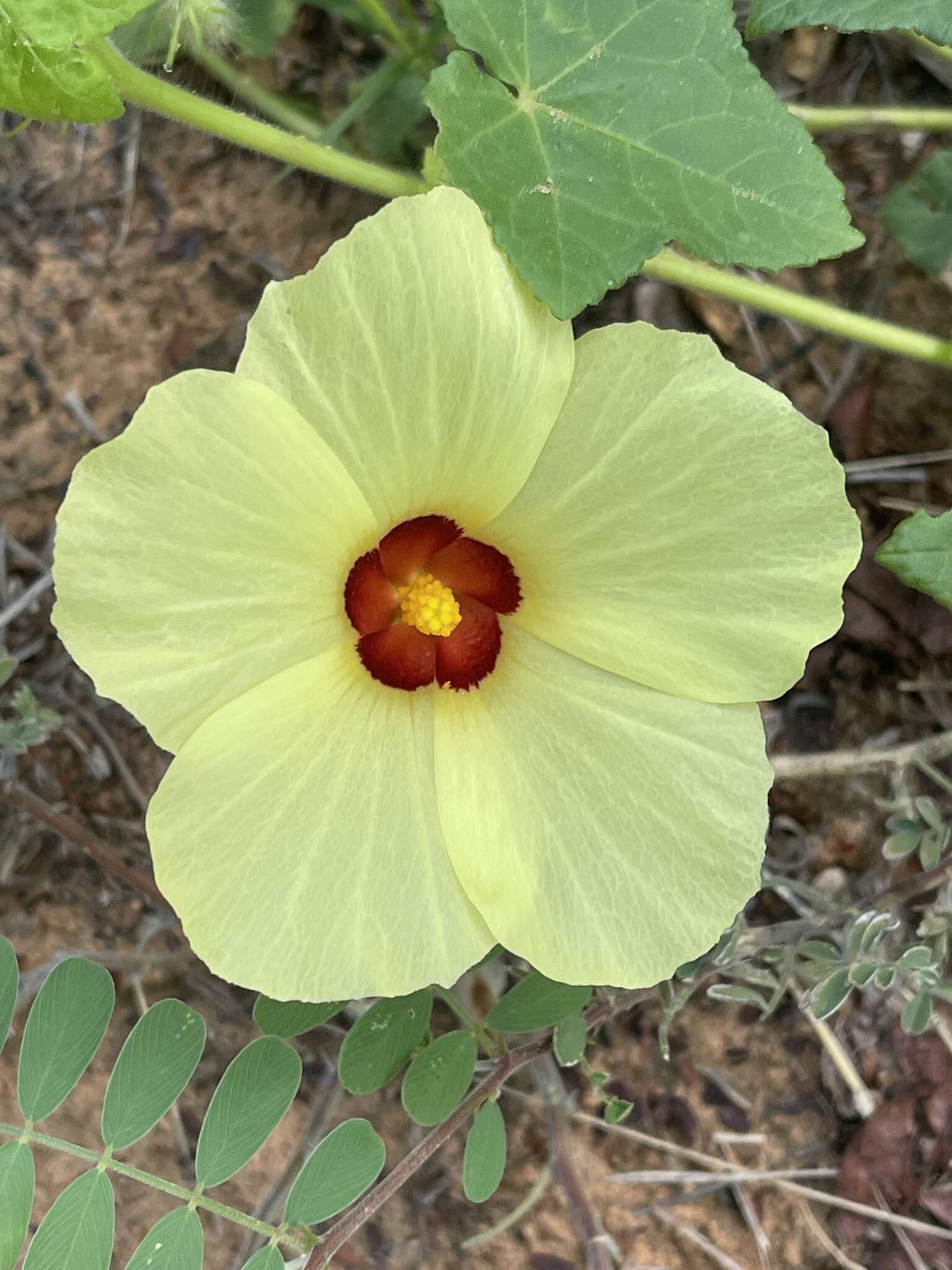 Image of Hibiscus schinzii Gürke ex Schinz