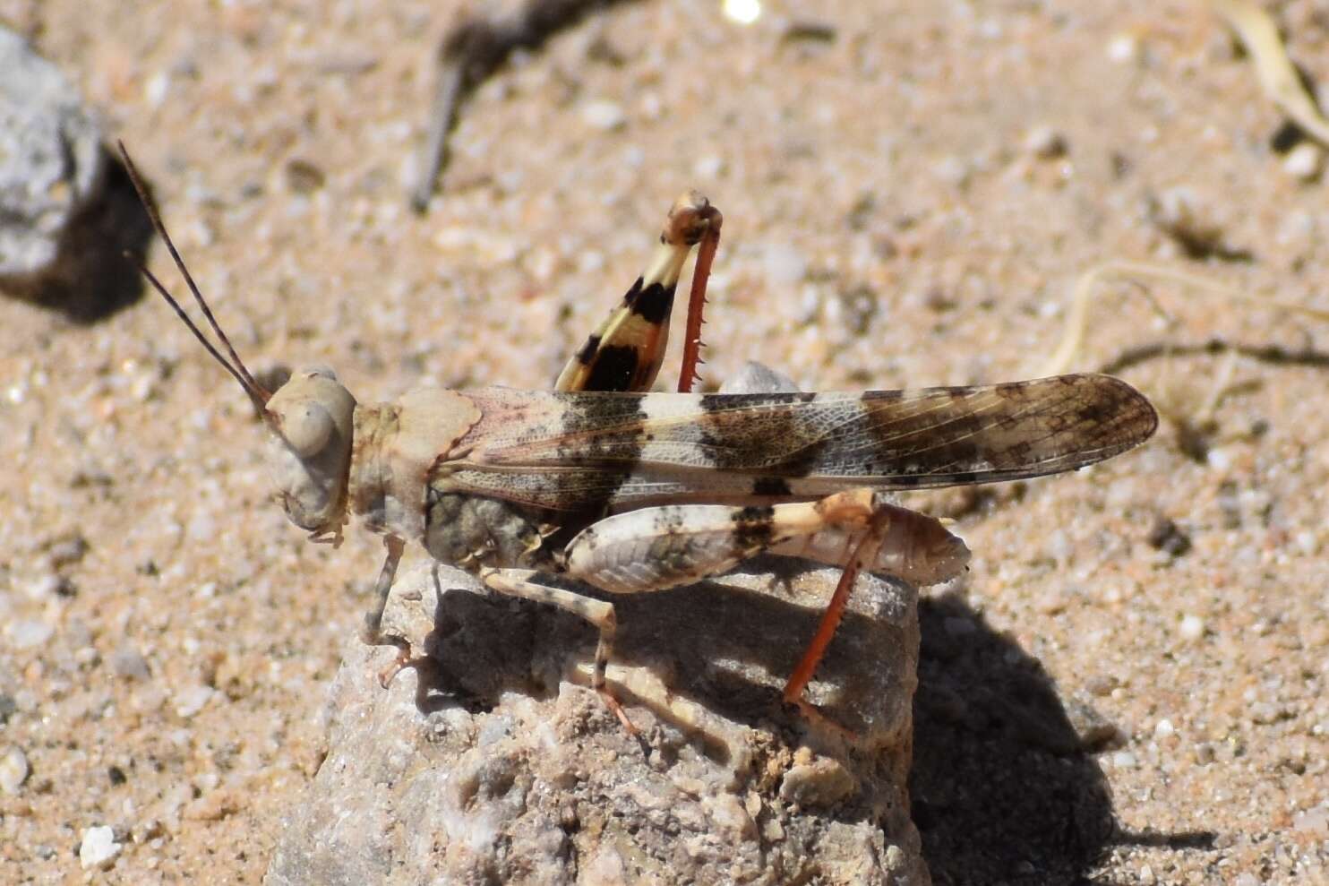 Trimerotropis californica Bruner & L. 1889 resmi