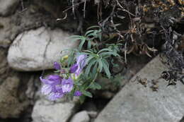 Image of Bush Penstemon