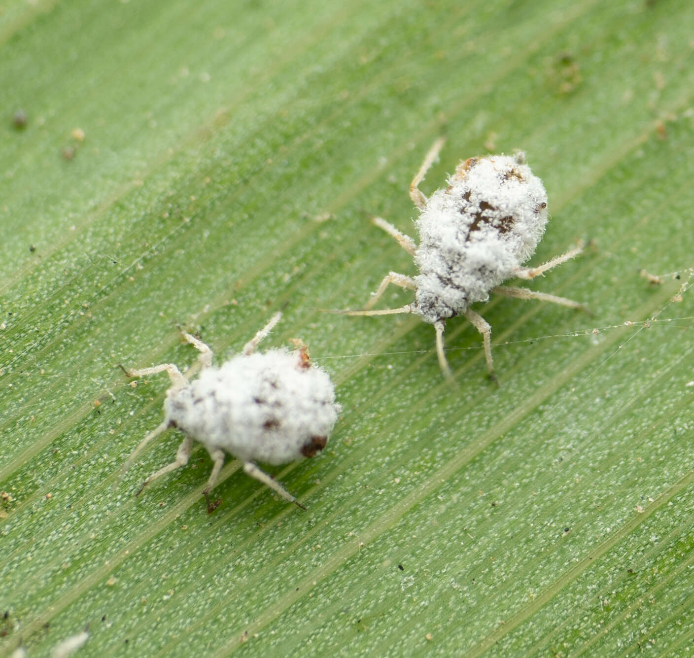 صورة Melanaphis donacis (Passerini 1861)