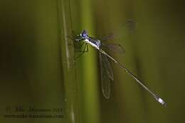 Image of Swamp Spreadwing