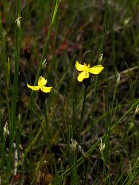 Image of northern yelloweyed grass