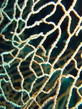 Image of Denise's Pygmy Seahorse