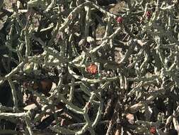 Image de Cylindropuntia vivipara (Rose) F. M. Knuth