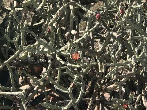 Image of cholla