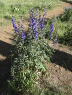 Plancia ëd Delphinium geraniifolium Rydb.