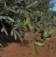 Image of Acacia aneura var. major Pedley