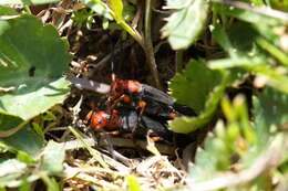 Слика од Phytoecia (Musaria) puncticollis Faldermann 1837