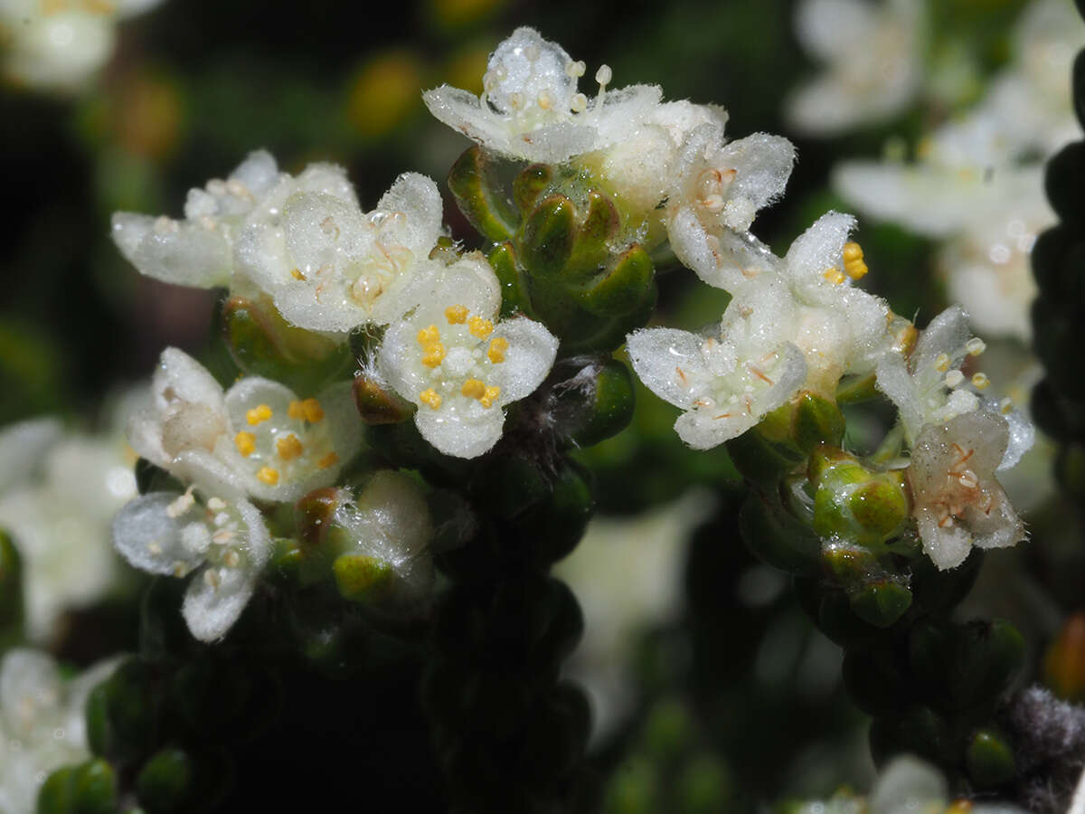 Image of Lachnaea ericoides Meissn.