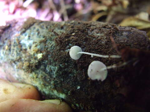 Слика од Hemimycena tortuosa (P. D. Orton) Redhead 1980