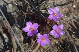 Image of Anacampseros telephiastrum DC.