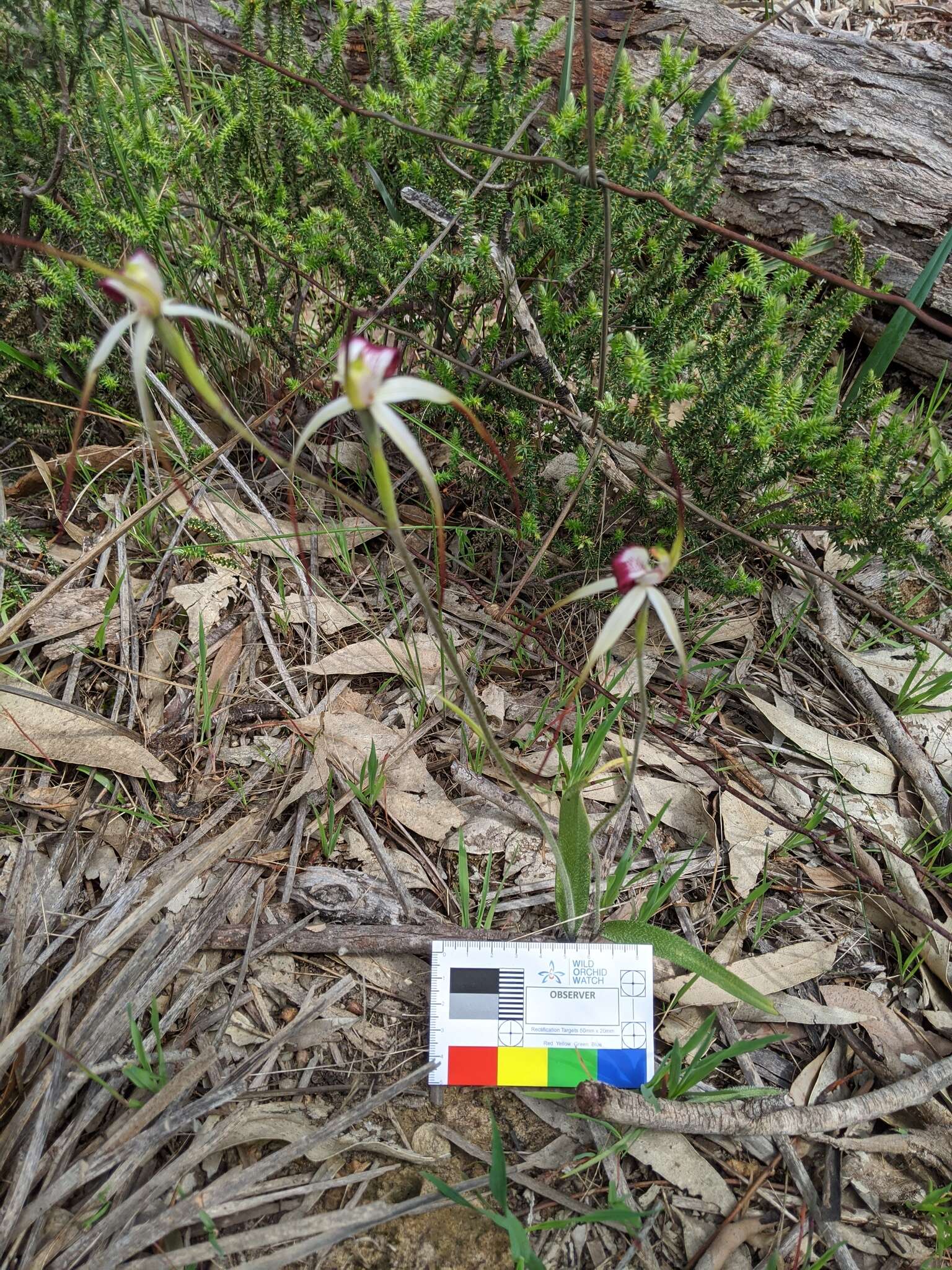 Image of Caladenia behrii Schltdl.