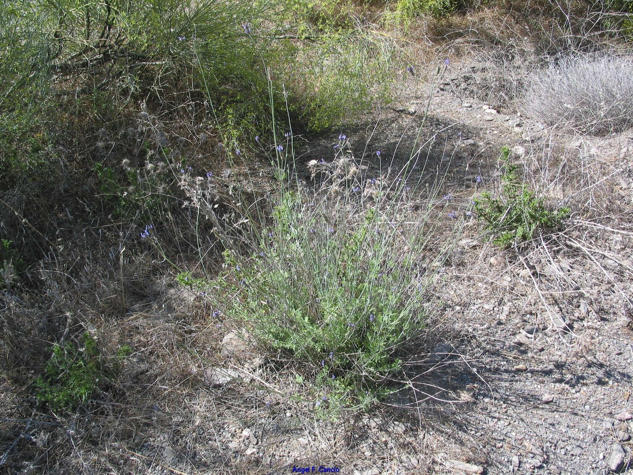 Image of Lavandula multifida L.