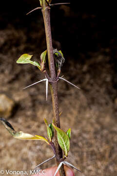 Image of Barleria perrieri Benoist