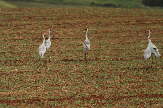 Image of Brolga