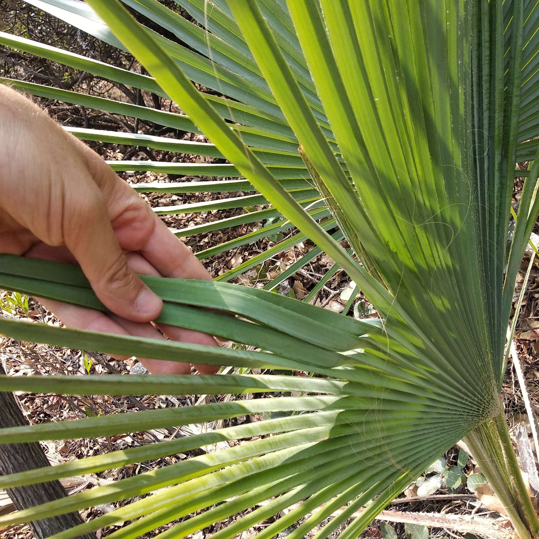 Image of Brahea decumbens Rzed.