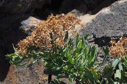 Image of Bethencourtia palmensis (Nees) Choisy