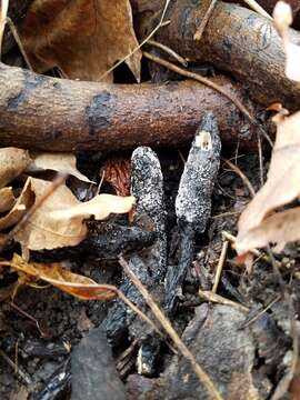 Imagem de Xylaria ellisii