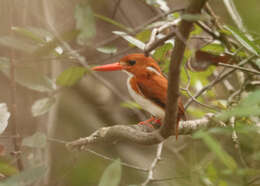 صورة Corythornis madagascariensis (Linnaeus 1766)