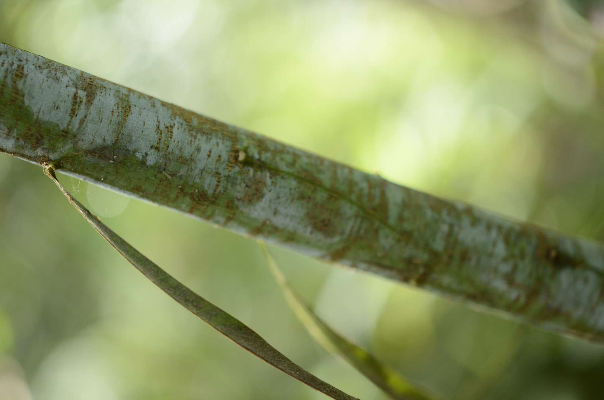 Acacia mabellae Maiden的圖片