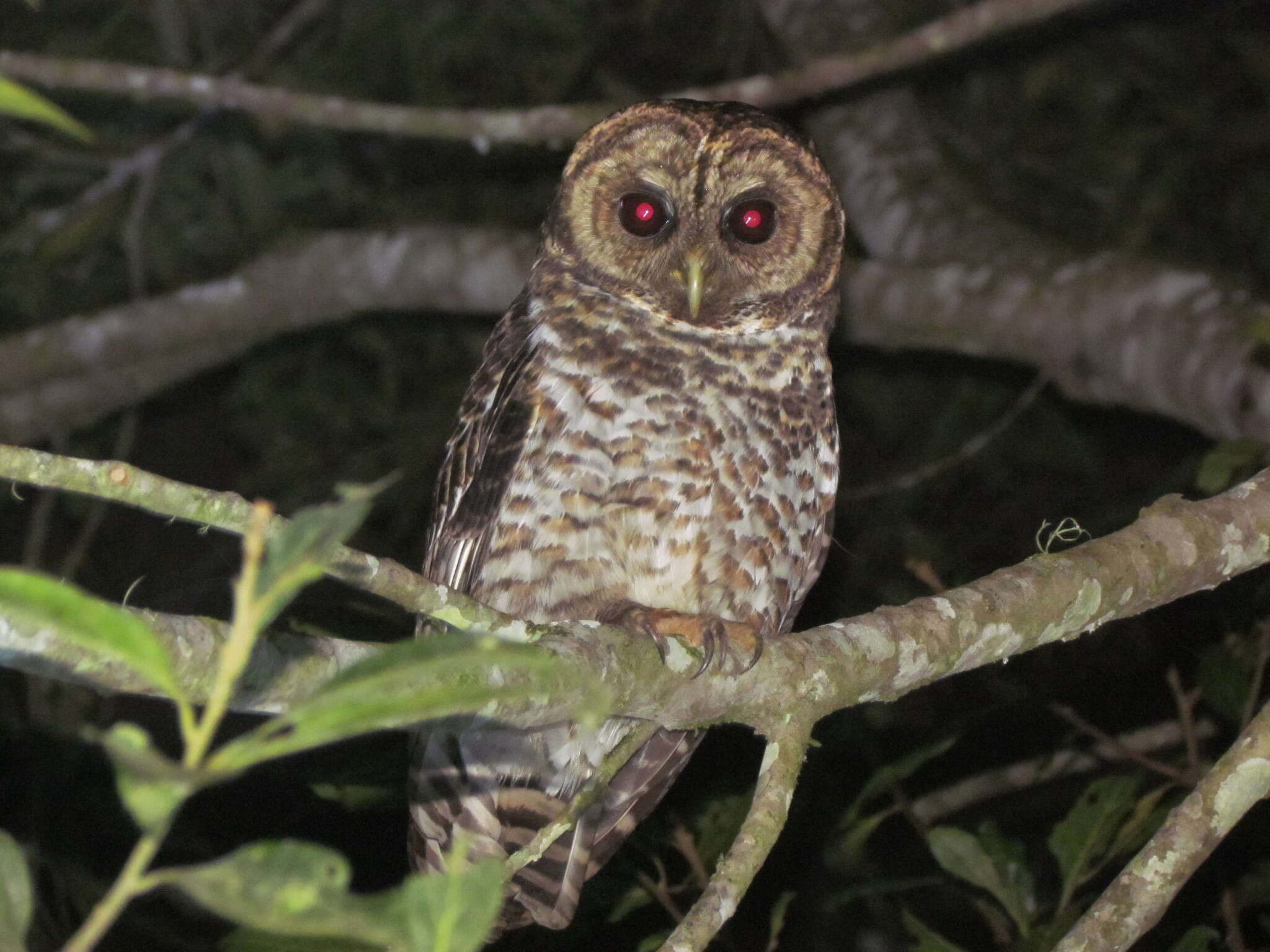 Image of Rusty-barred Owl