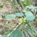 Sivun Euphorbia oaxacana B. L. Rob. & Greenm. kuva