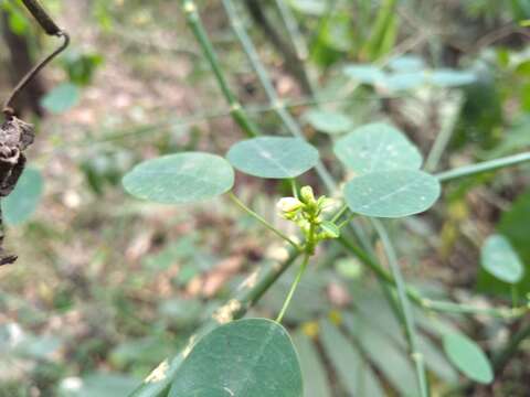 Image of Euphorbia oaxacana B. L. Rob. & Greenm.