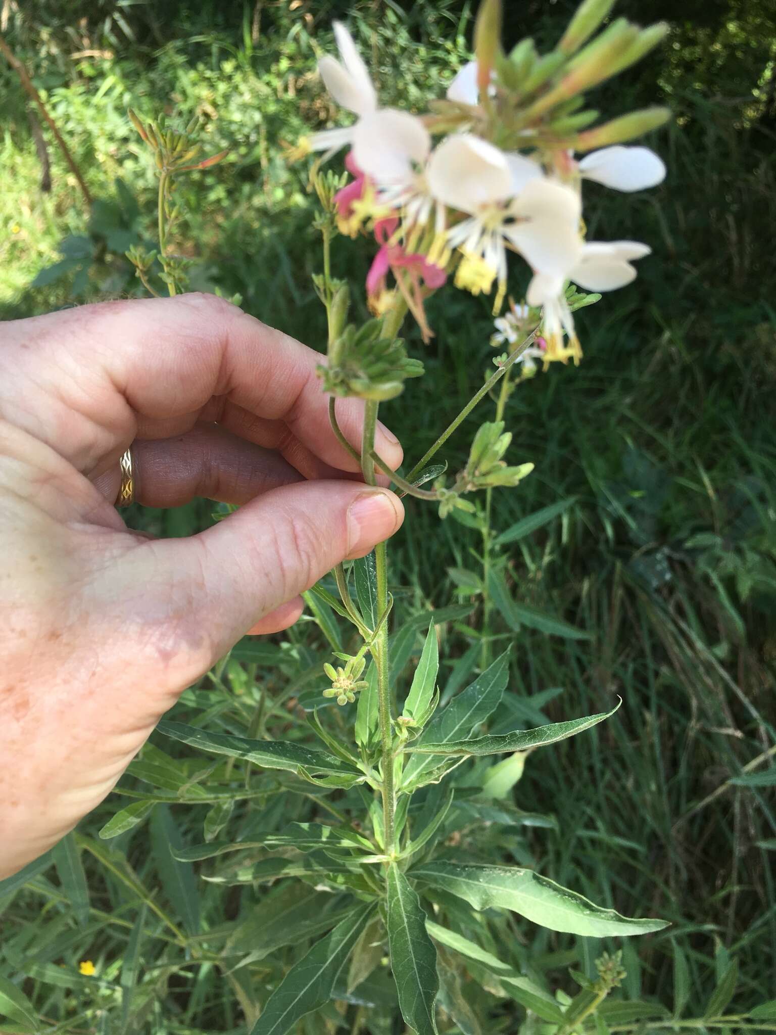 Imagem de Oenothera gaura W. L. Wagner & Hoch