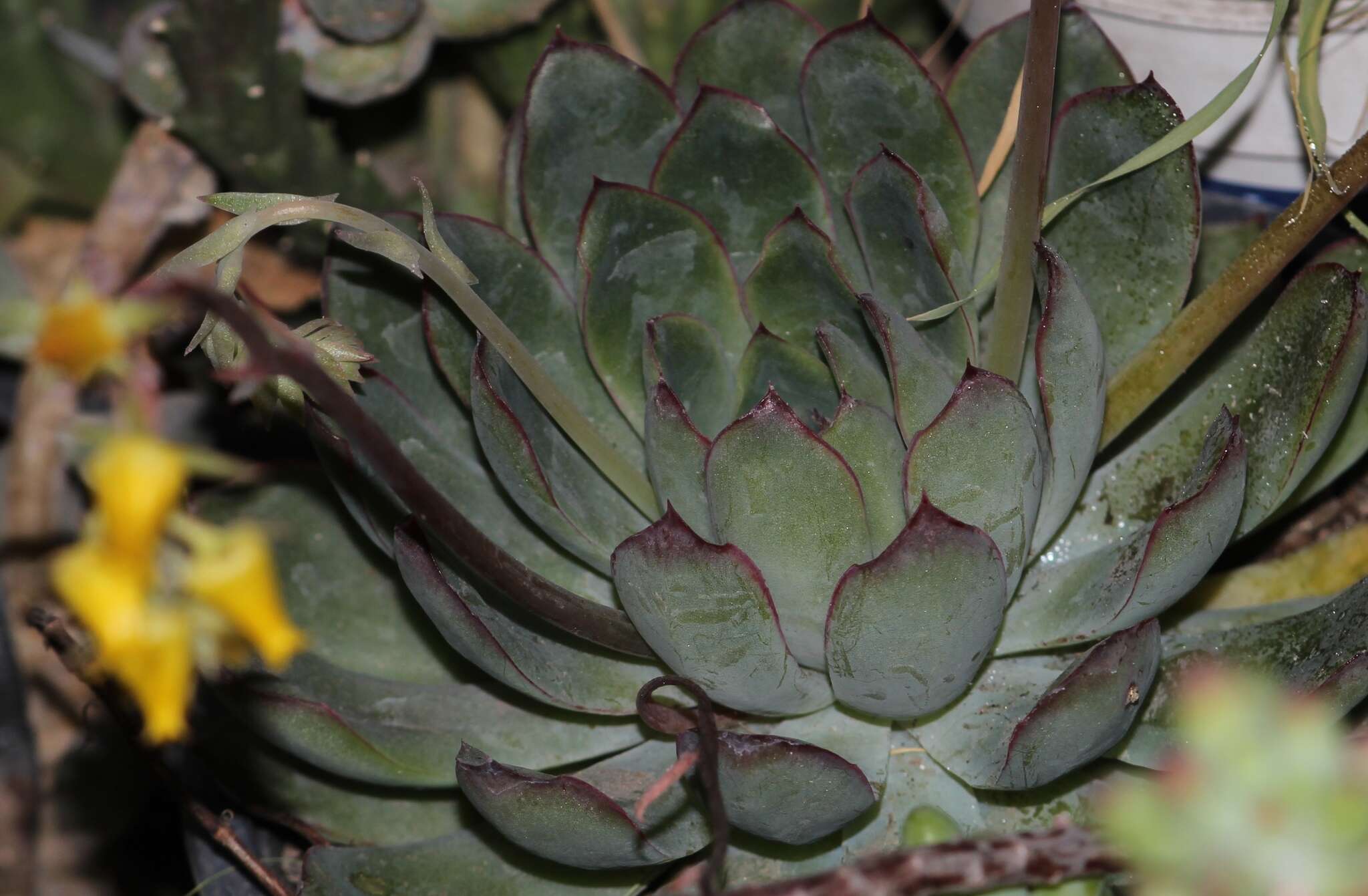 Image of Echeveria pulidonis Walther