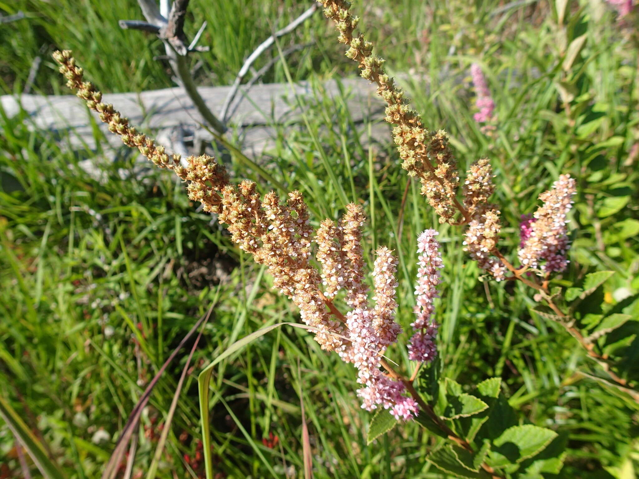 صورة Spiraea tomentosa L.