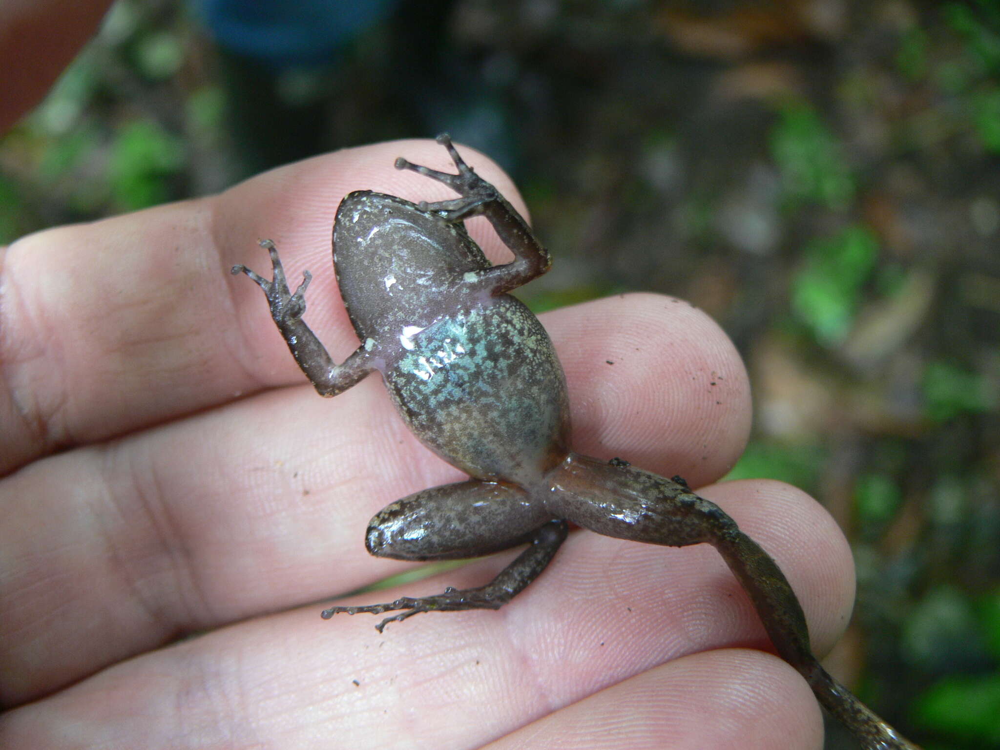 Sivun Pristimantis actites (Lynch 1979) kuva