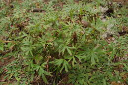 Image of Eastern Pasque Flower