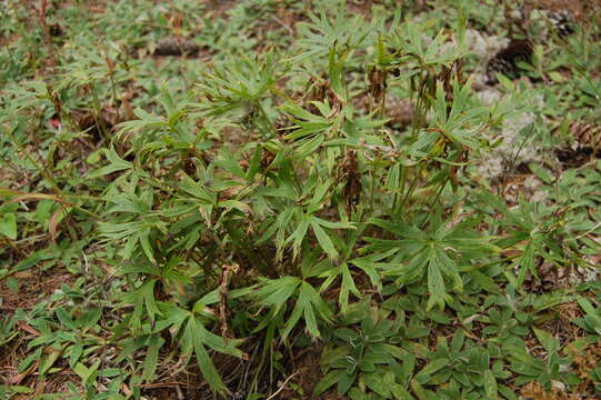 Pulsatilla patens (L.) Mill. resmi