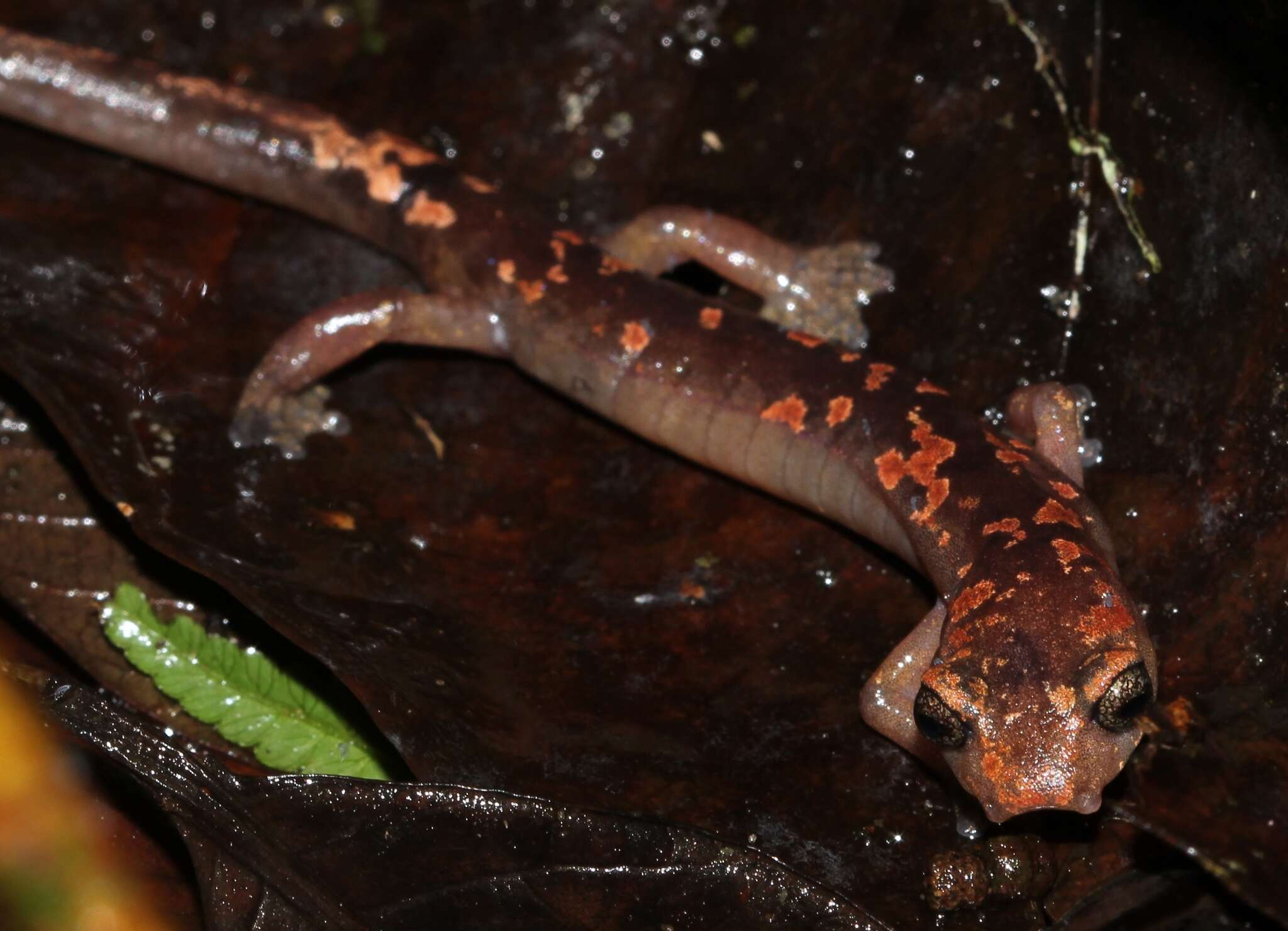 Image of Conant's Mushroomtongue Salamander