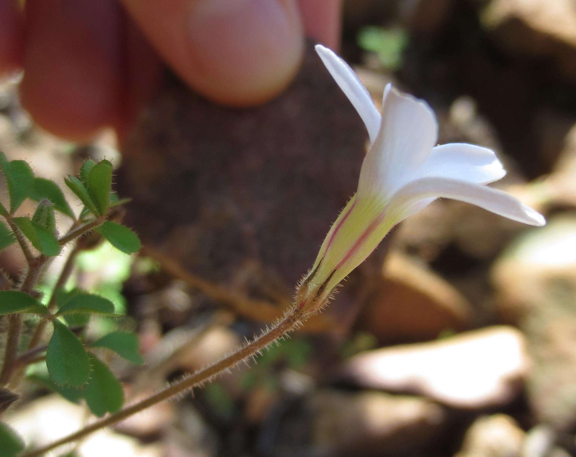 Sivun Oxalis ebracteata Savign. kuva